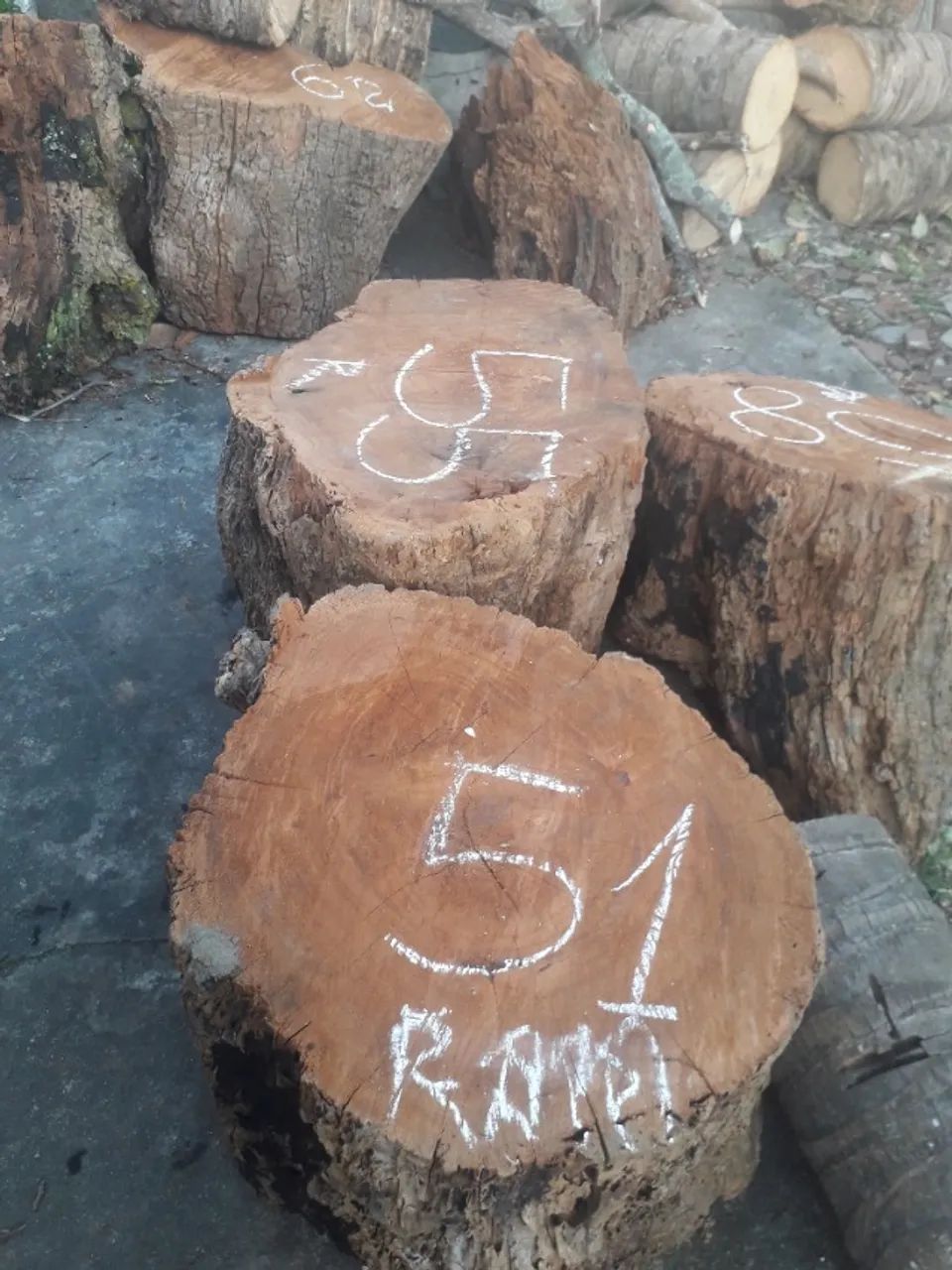 Tronco de jaqueira e mangueira