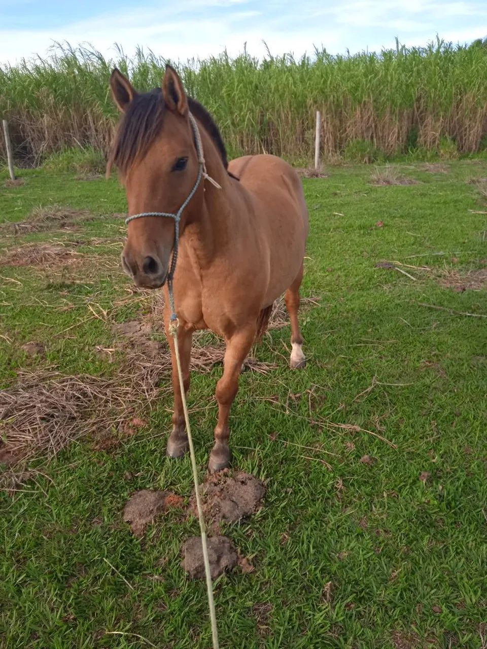 Cavalo para agropecuária