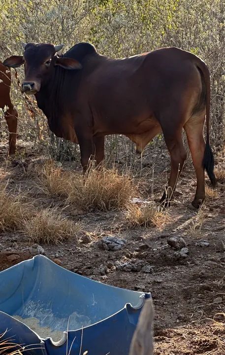 Garrote Sindi 18 meses 