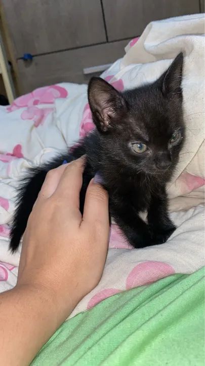 Doação responsável  - Foto 2