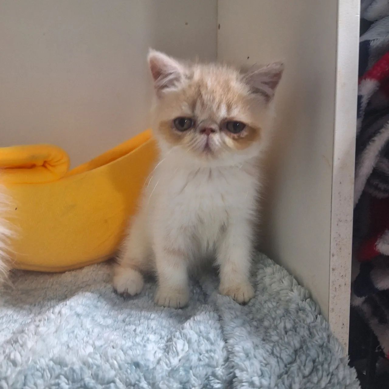 Filhote gato persa - Foto 2