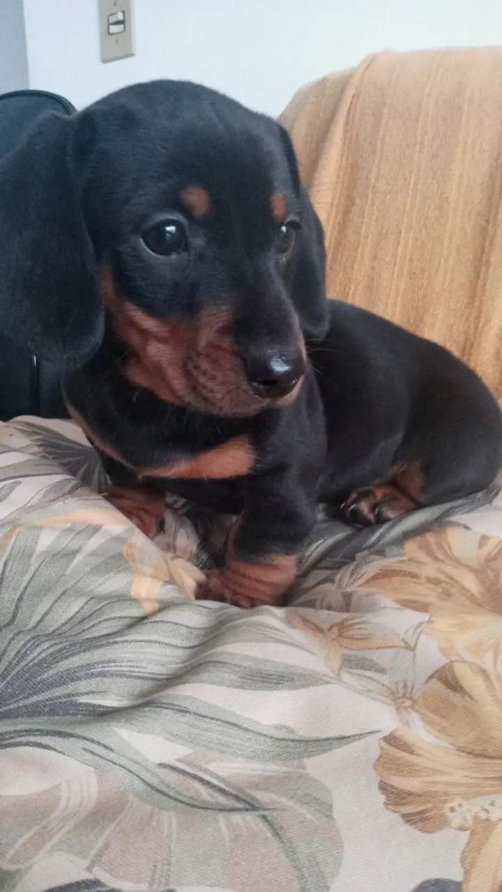 Vende cachorrinho
