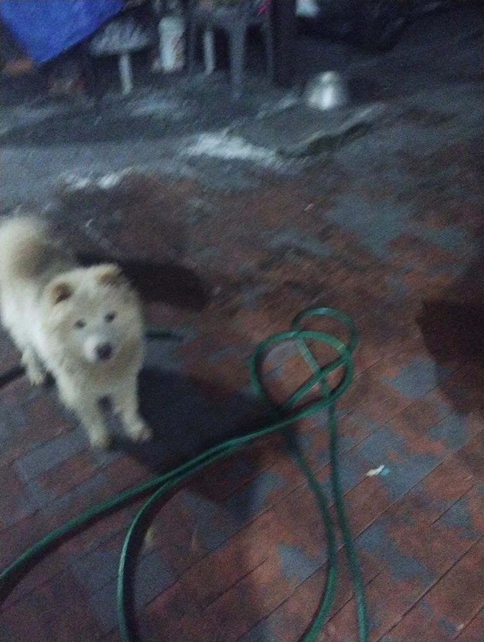 Chow Chow Filhote Fofo para viver grandes emoções ? - Foto 3