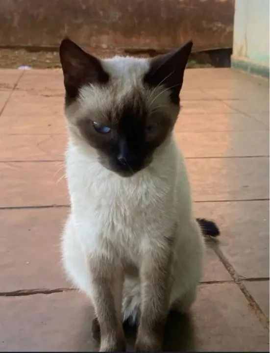 Doação responsável  - Foto 4