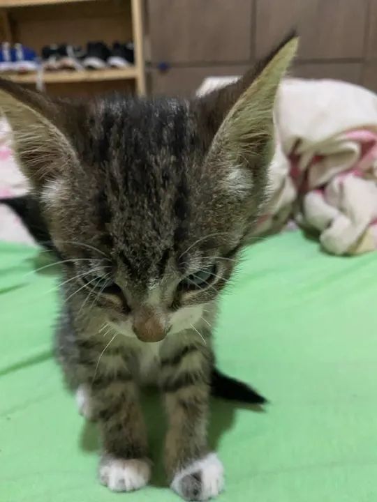 Doação responsável  - Foto 6