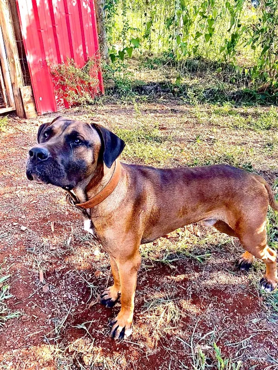 Presa Canário - Foto 5