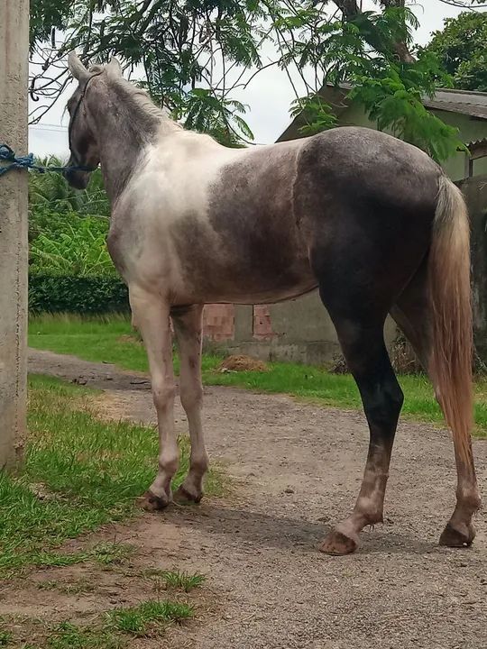 Potro Mangalarga Marchador - Foto 4