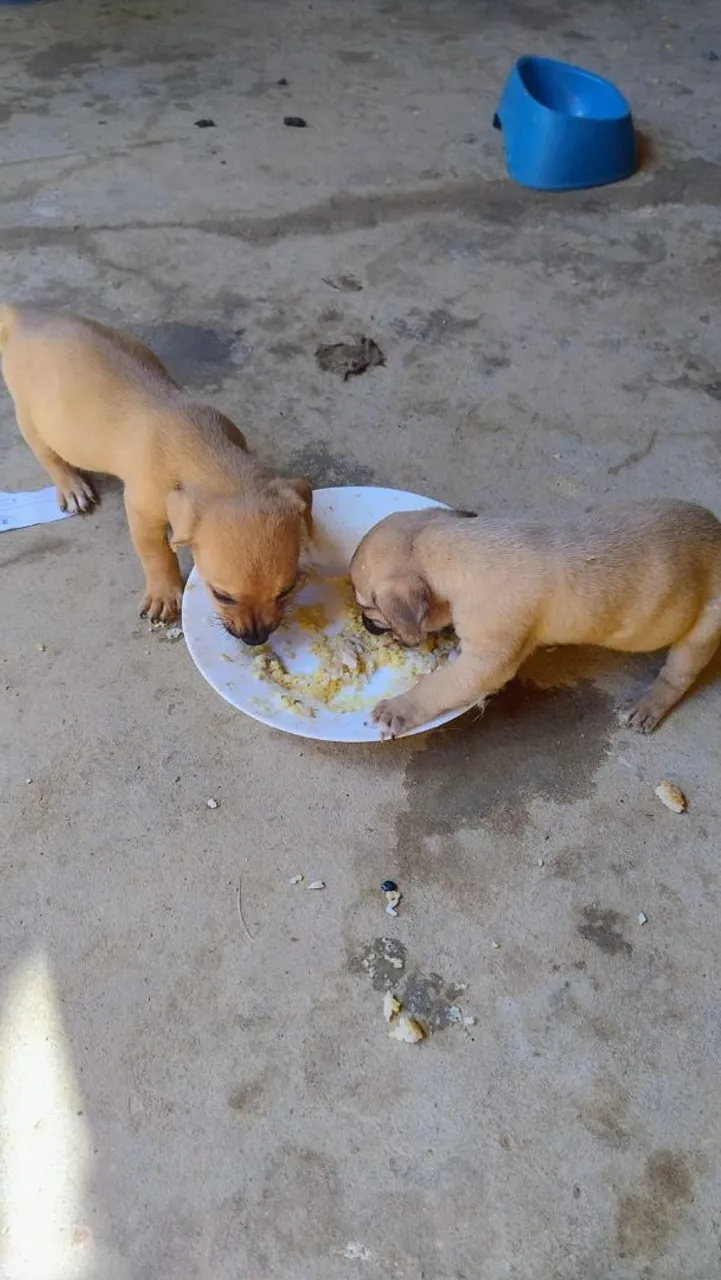 Filhotes de cães para adoção