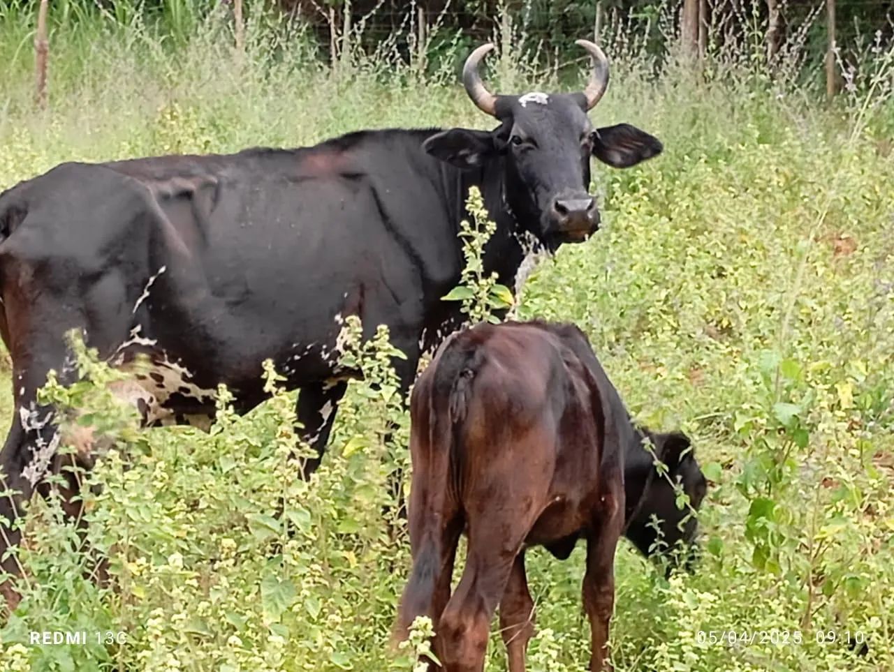 Vaca e bezerro cruzada Jersey e Holanda  - Foto 3