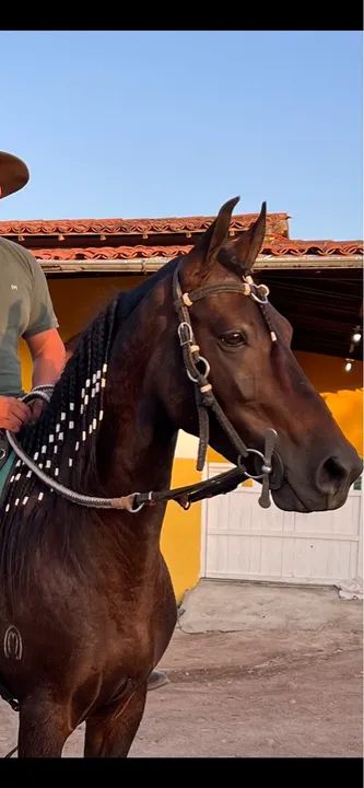 Cavalo Mangalarga Marchador castrado  - Foto 4