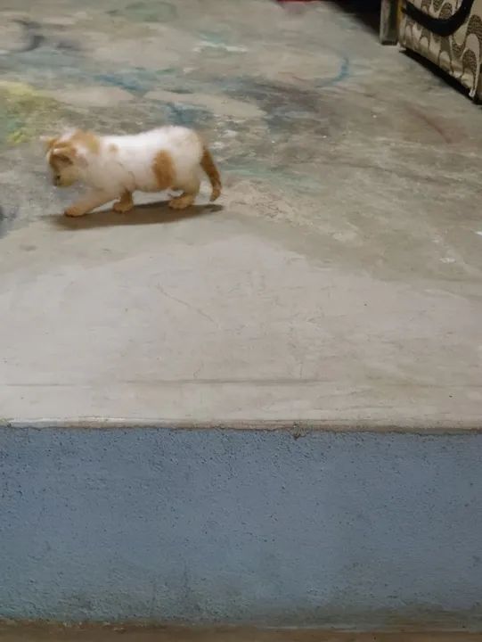 Dois gatinhos fofinhos para adoção - Foto 4