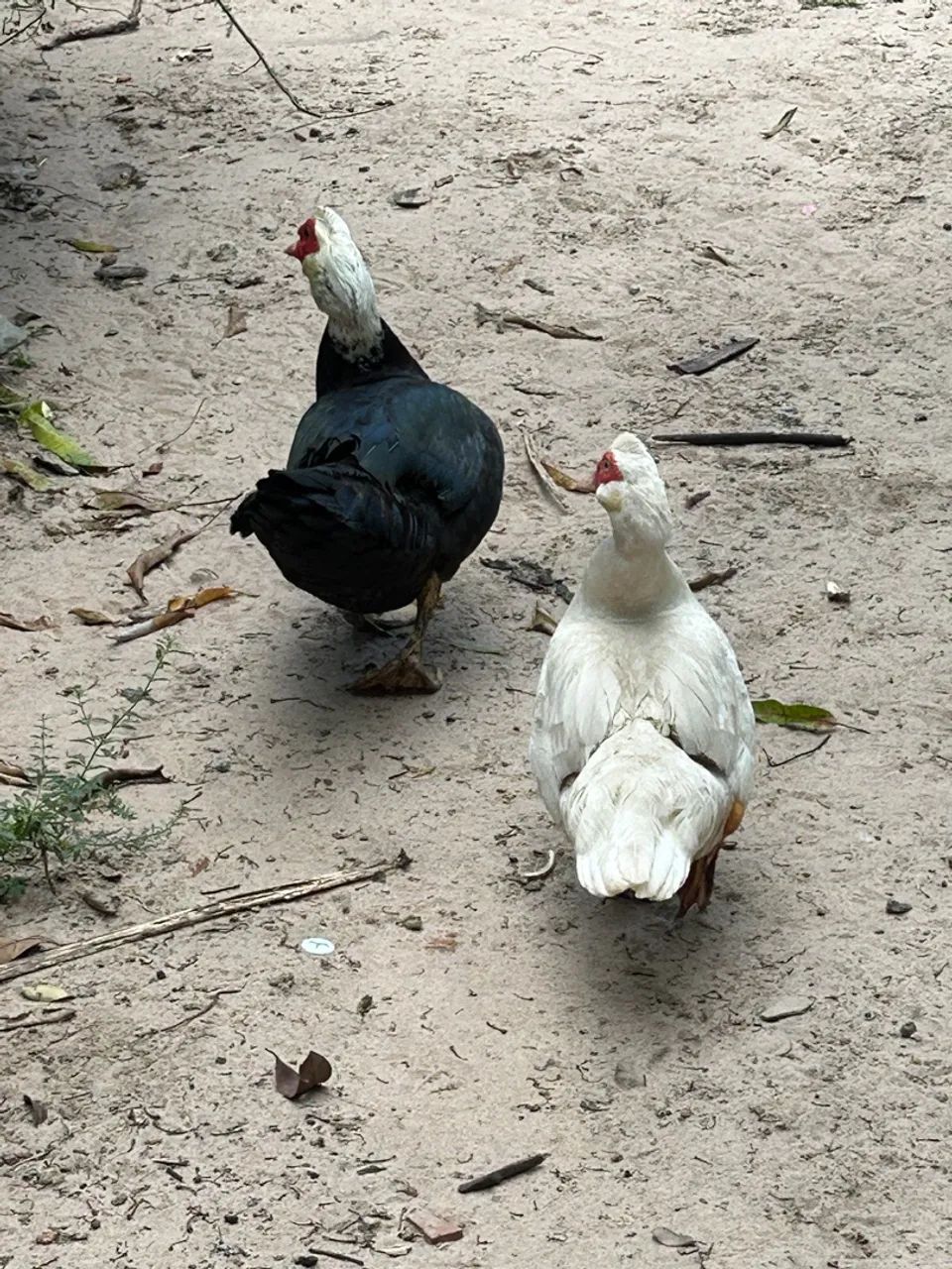 Patos Indianos bem cuidados, raros e lindos - Foto 3