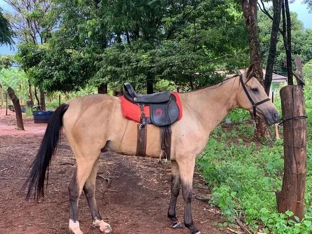 Cavalo resgistrado campolina 