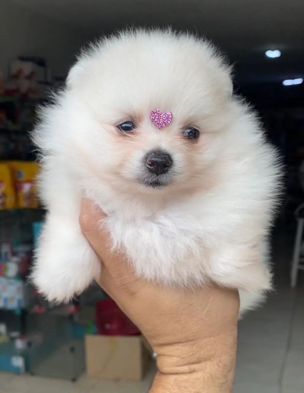 Filhote de Spitz Alemão disponíveis 