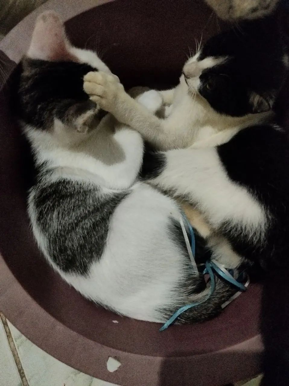 Filhotes de gatos para adoção - Foto 5