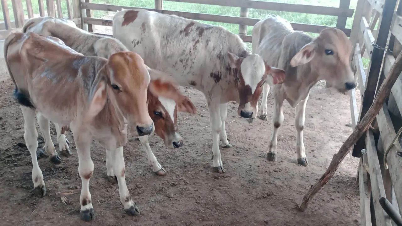 4 bezerros para venda
