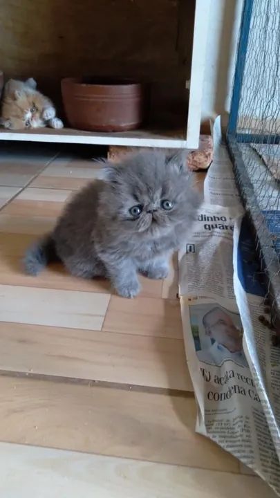 Gatinhos Persa super fofos - Foto 6