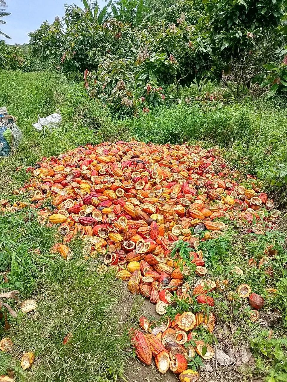 Trabalhar com Cacau - Foto 2