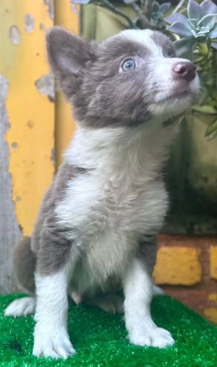 Filhotes machos Border Collie  - Foto 4