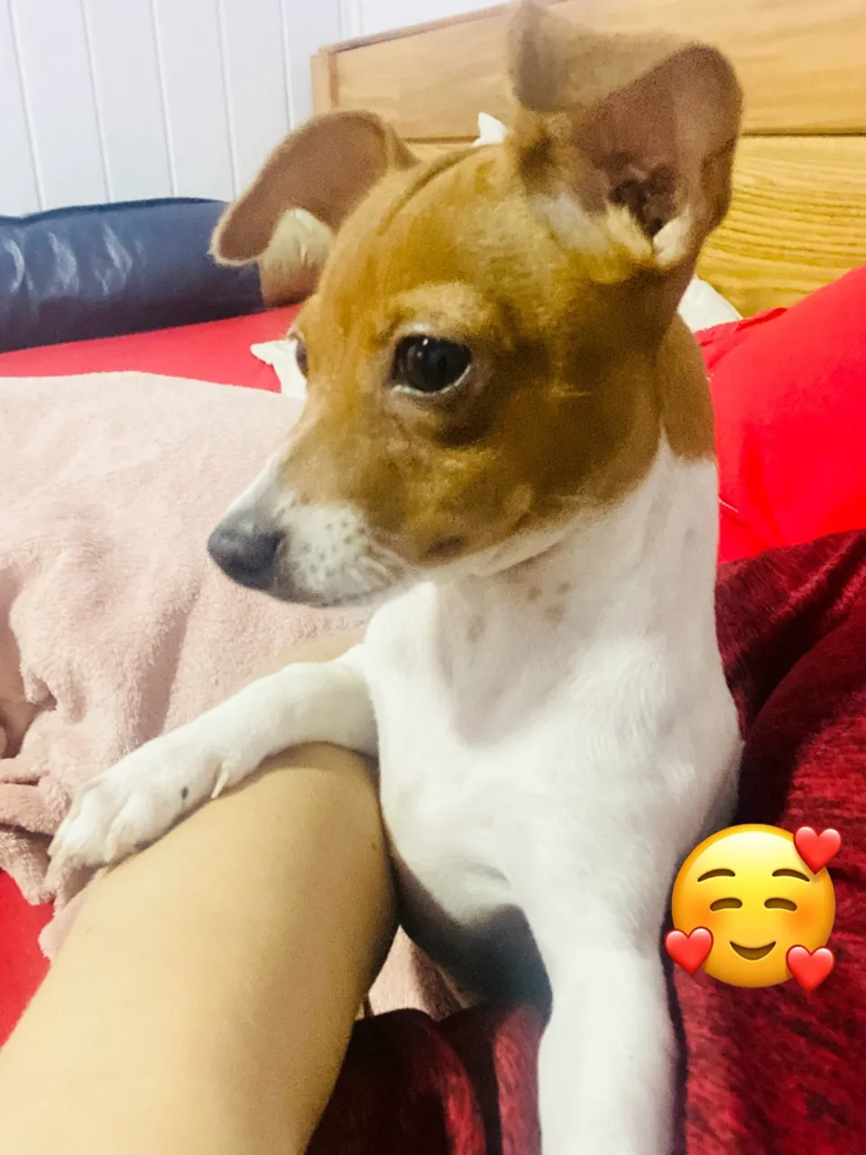 Pinscher n?1