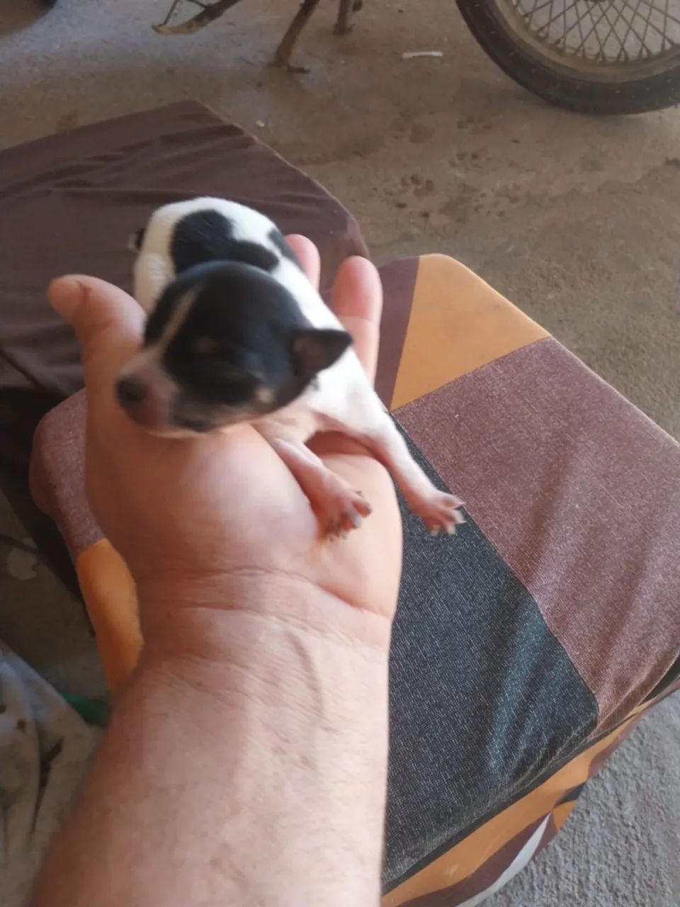Filhotes Pinscher TAM 0 - Foto 2