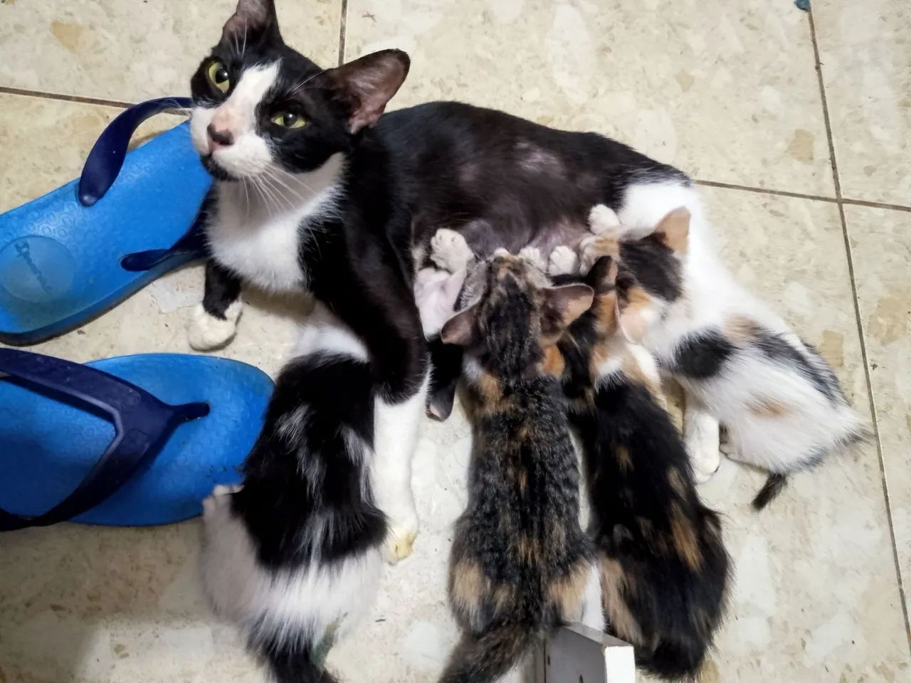 Gatinhos para adoção - Filhotes fofos! - Foto 2