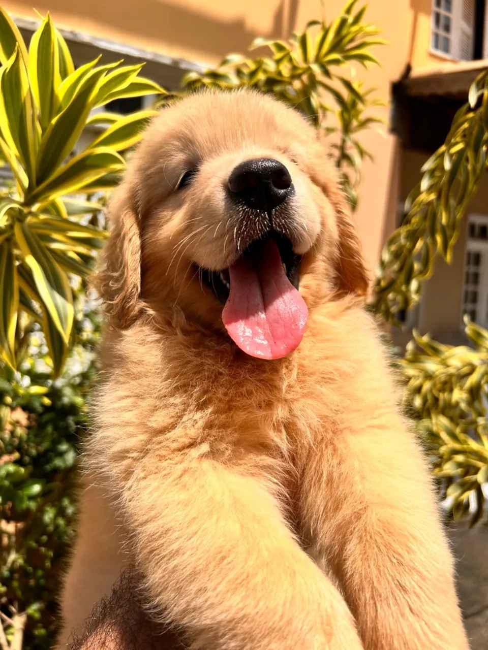 Filhotes de Golden Retriever PROMOÇÃO DIA DOS NAMORADOS