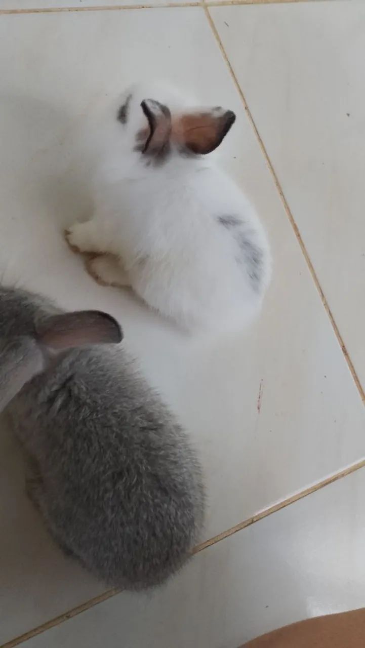 Coelhos filhotes64706126018819121