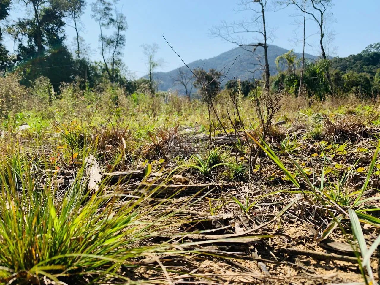 Terreno Rural para Venda em Angelina, BARRAGEM - Foto 4
