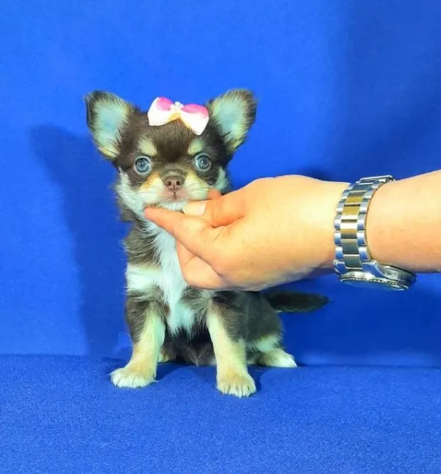 Chihuahua Fêmea Chocolate - Micro, Focinho Curtinho e Pura Doçura!