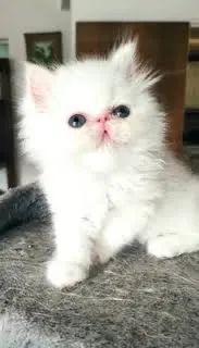 Persa Seu Melhor Amigo  - Foto 2