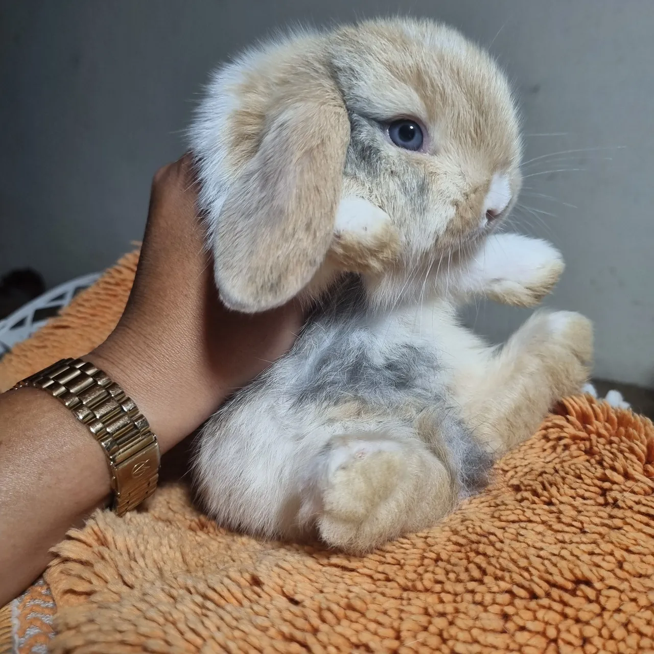 Mini lop coelho