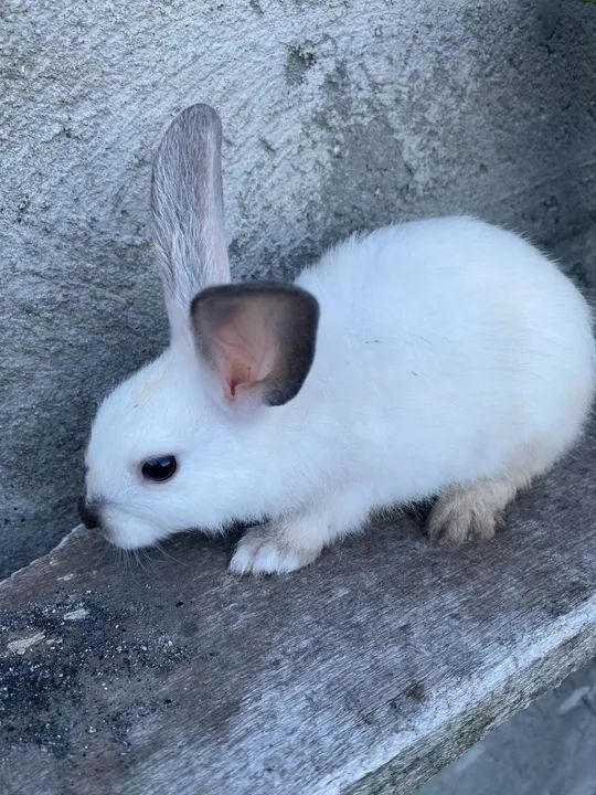 Vende-se coelhos 20 reais