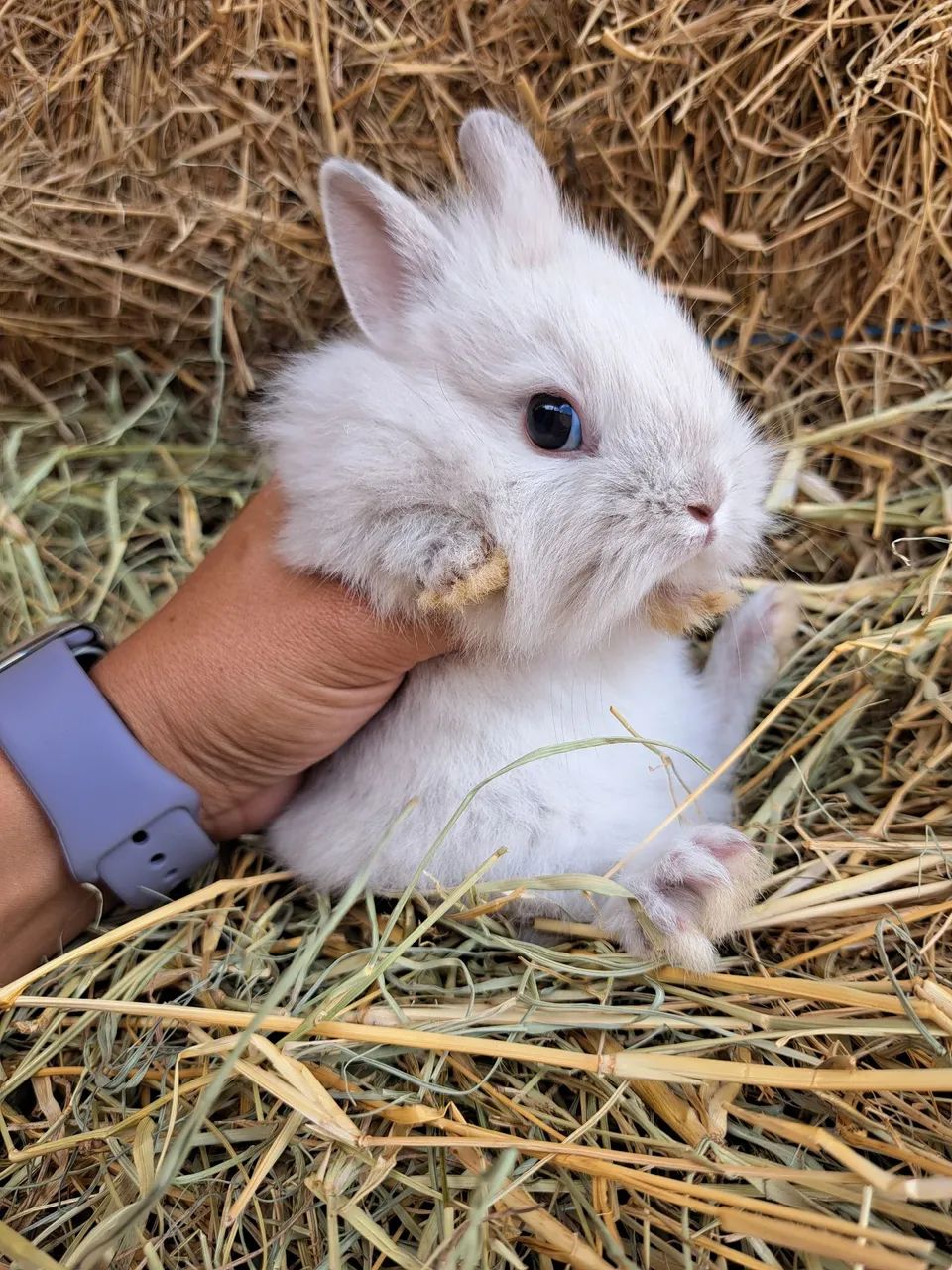 Mini lion filhotes  - Foto 2