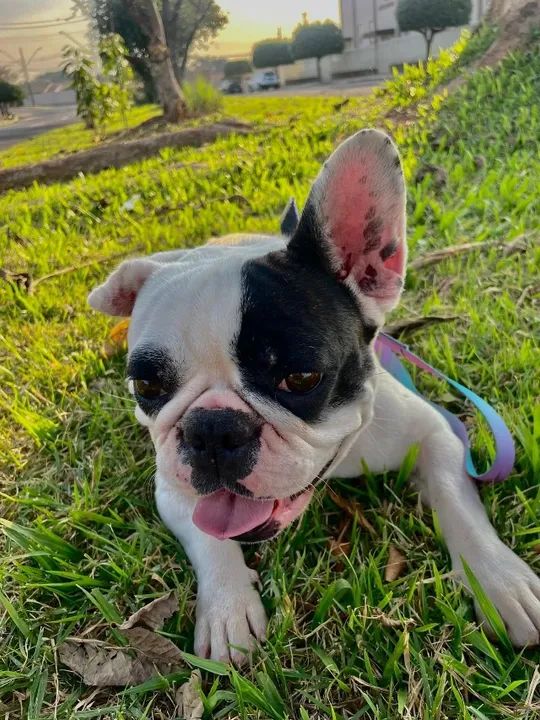 Bulldog Francês perdida 