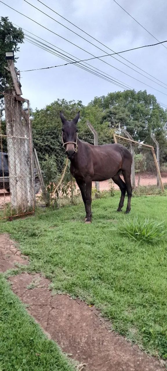 Burro a venda ou faço negócio em egua  - Foto 5