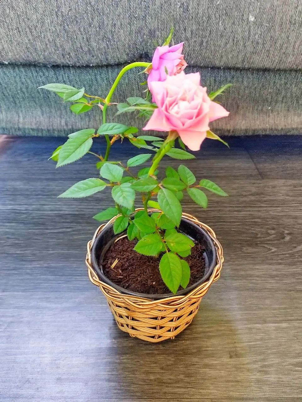 Rosa em vaso de fibra natural