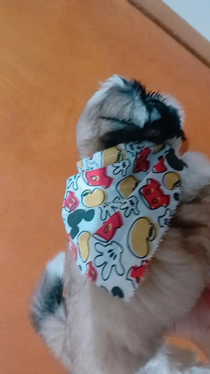 Shi-tuz machinho desmado comendo ração seca usando tapete higiênico 