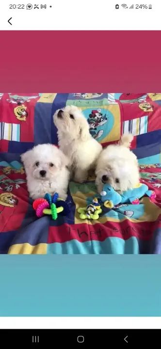 Três filhotes de Maltês