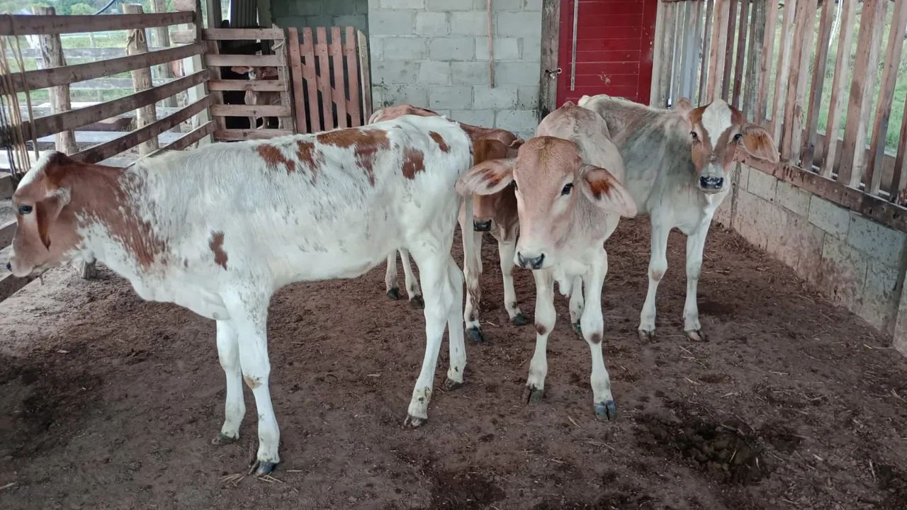 4 bezerros para venda - Foto 2