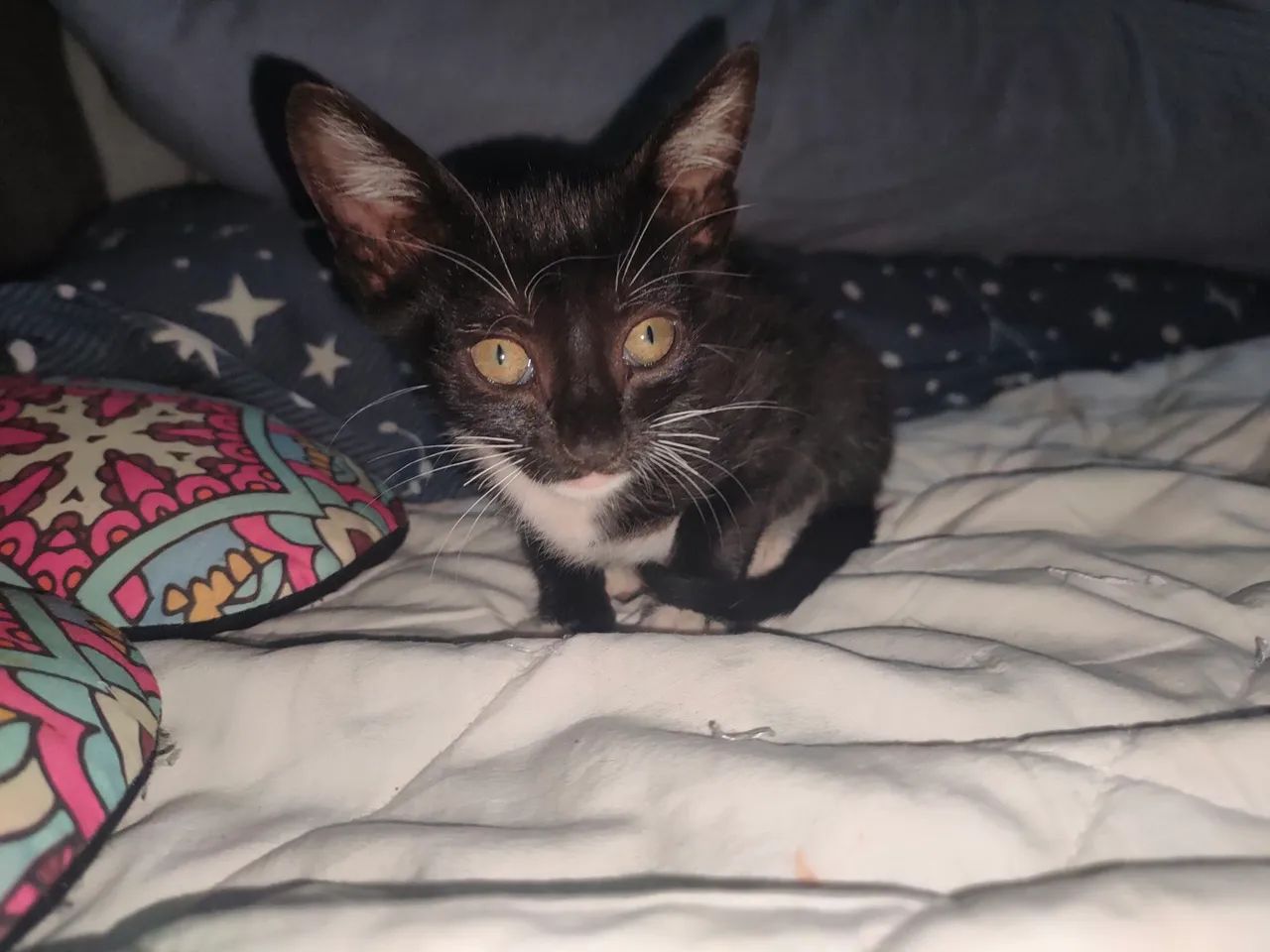 Adoção, doação  - Foto 2