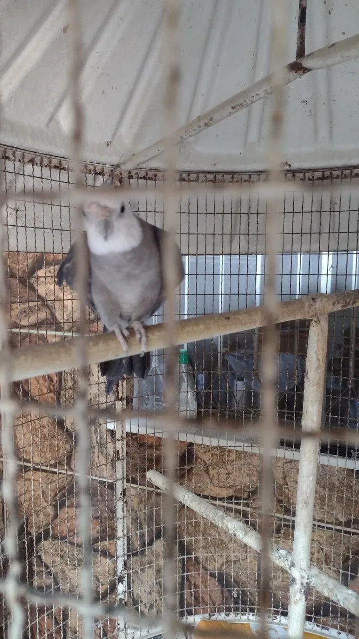 Viveiro calopsita  - Foto 3