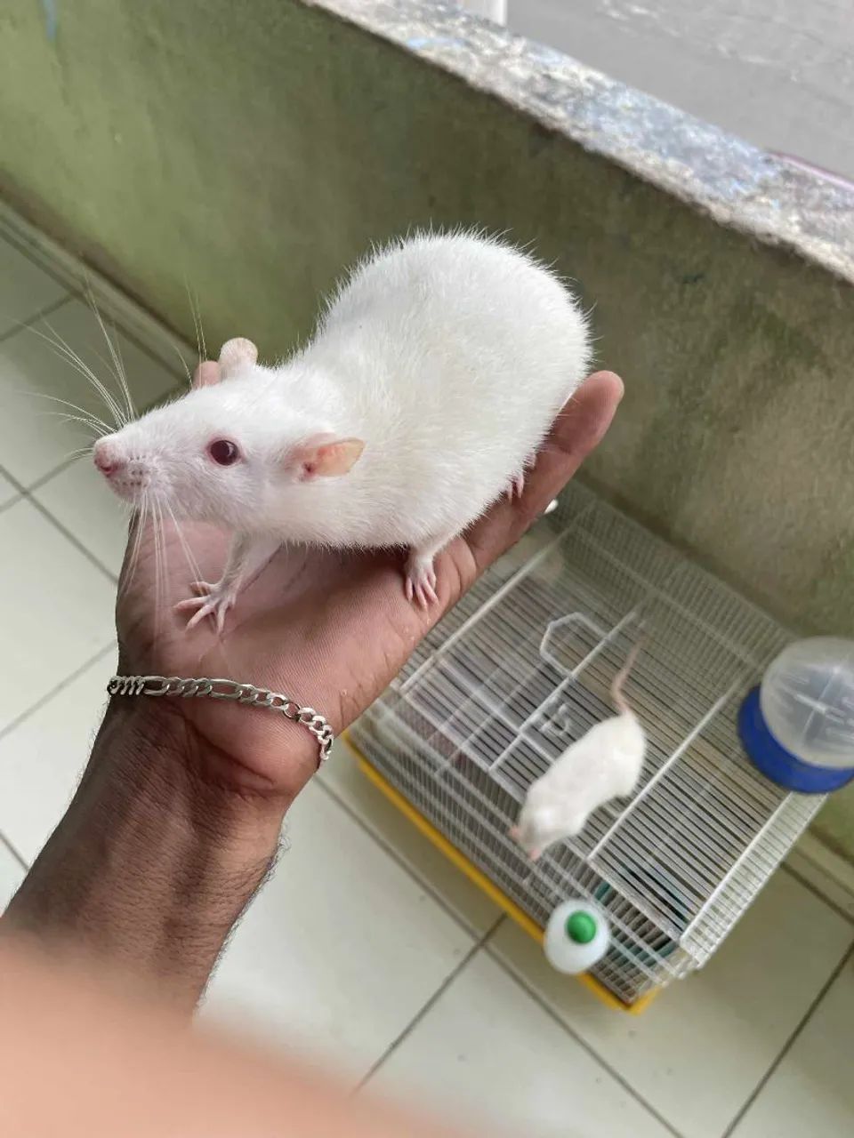 Rato Twister disponível 