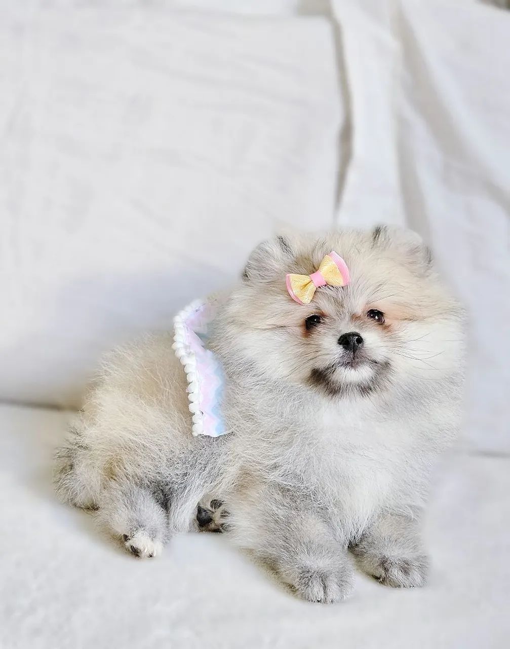 Spitz Alemão anão - Lulu da Pomerânia  - Foto 5