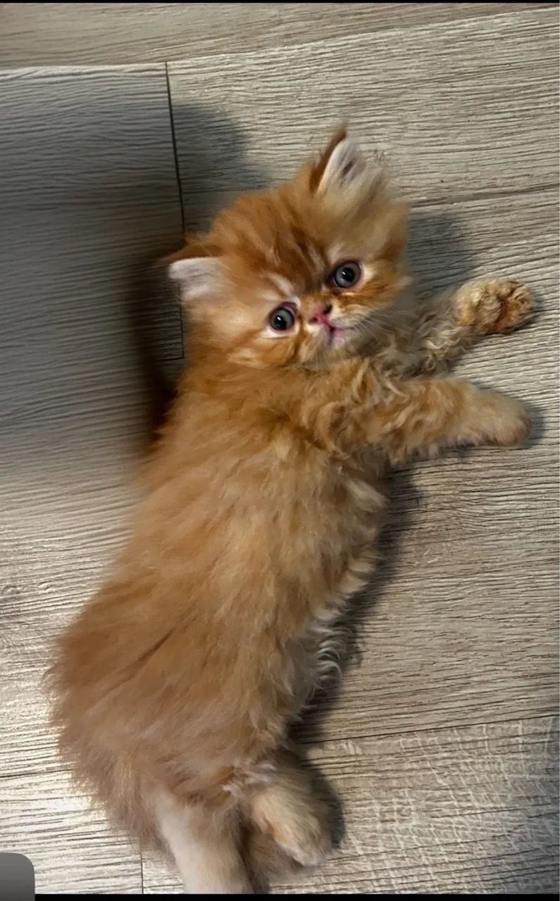 Vende-se gatas mini persas  - Foto 2