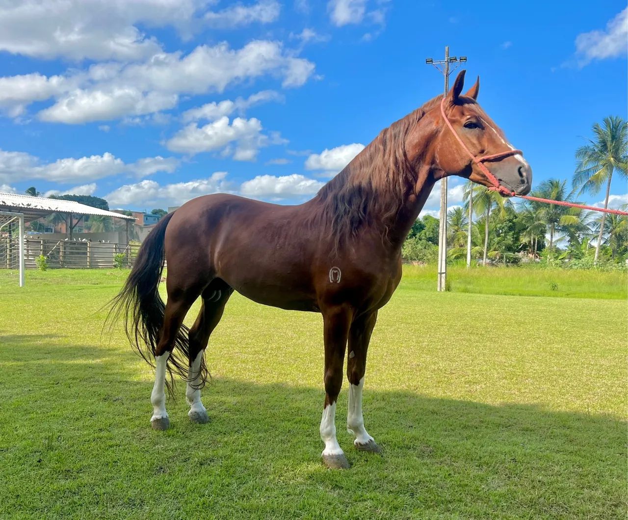 Cavalo Mangalarga Marcha Picada - Foto 4