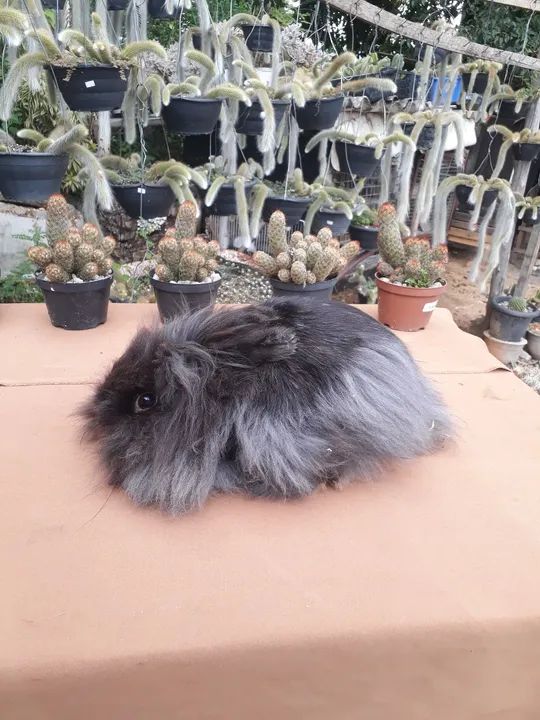 Coelho Lion Head raça pura - Foto 5