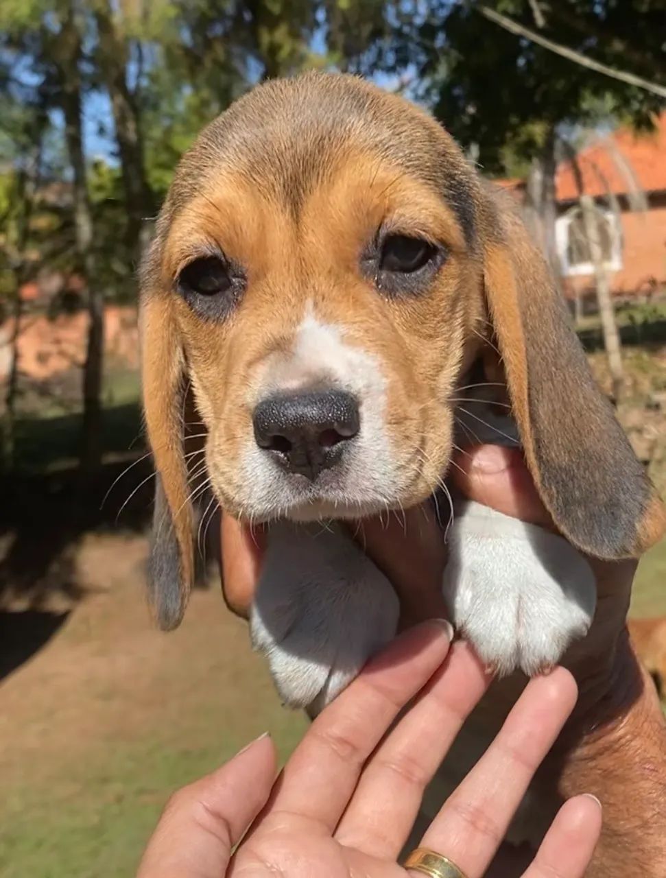 Beagles 13 polegadas  - Foto 3