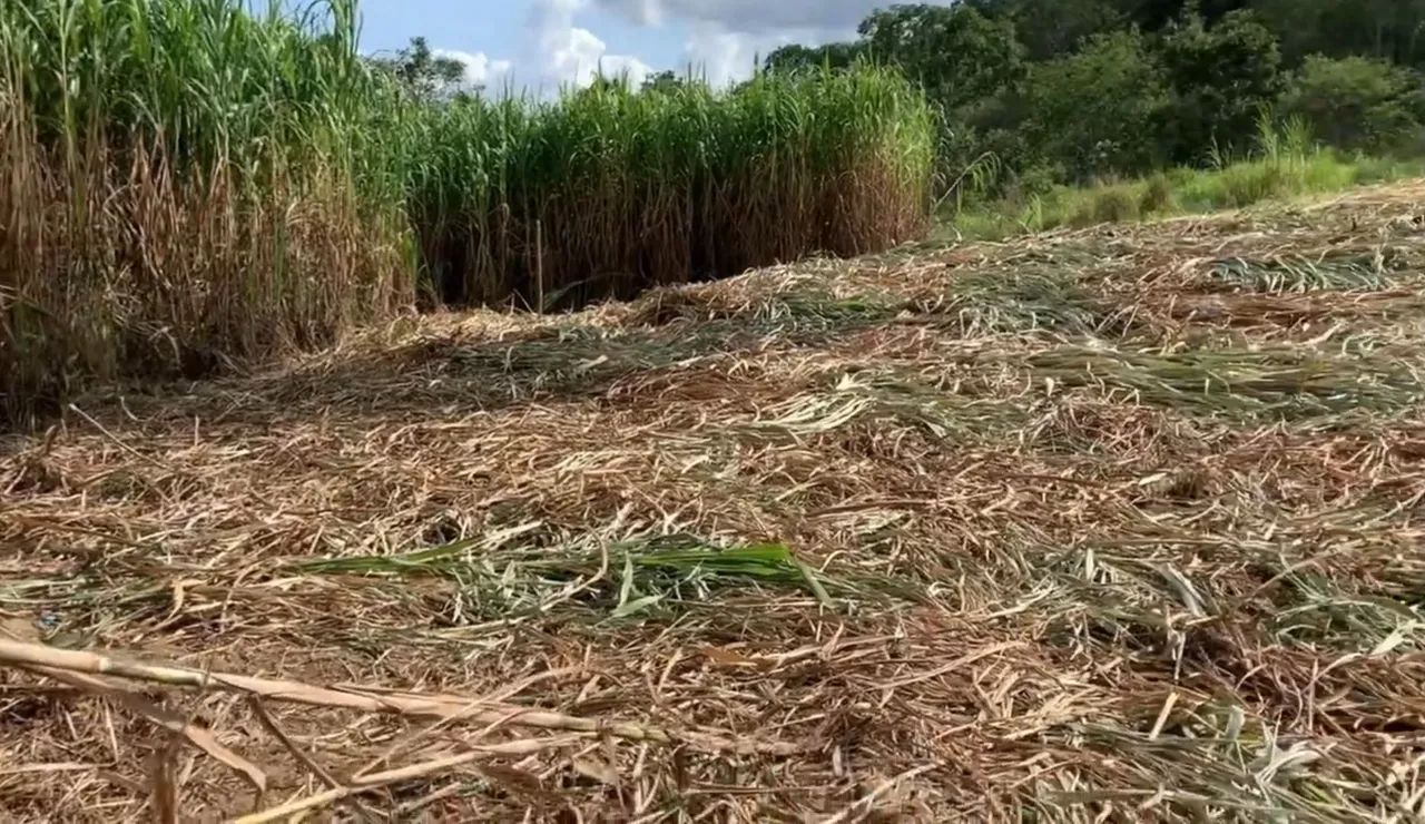 CAPIM ELEFANTE BRS CAPIAÇU DA EMBRAPA DISPONÍVEL PRA VENDA ENTREGA GRATIS EM ARACAJU  - Foto 2