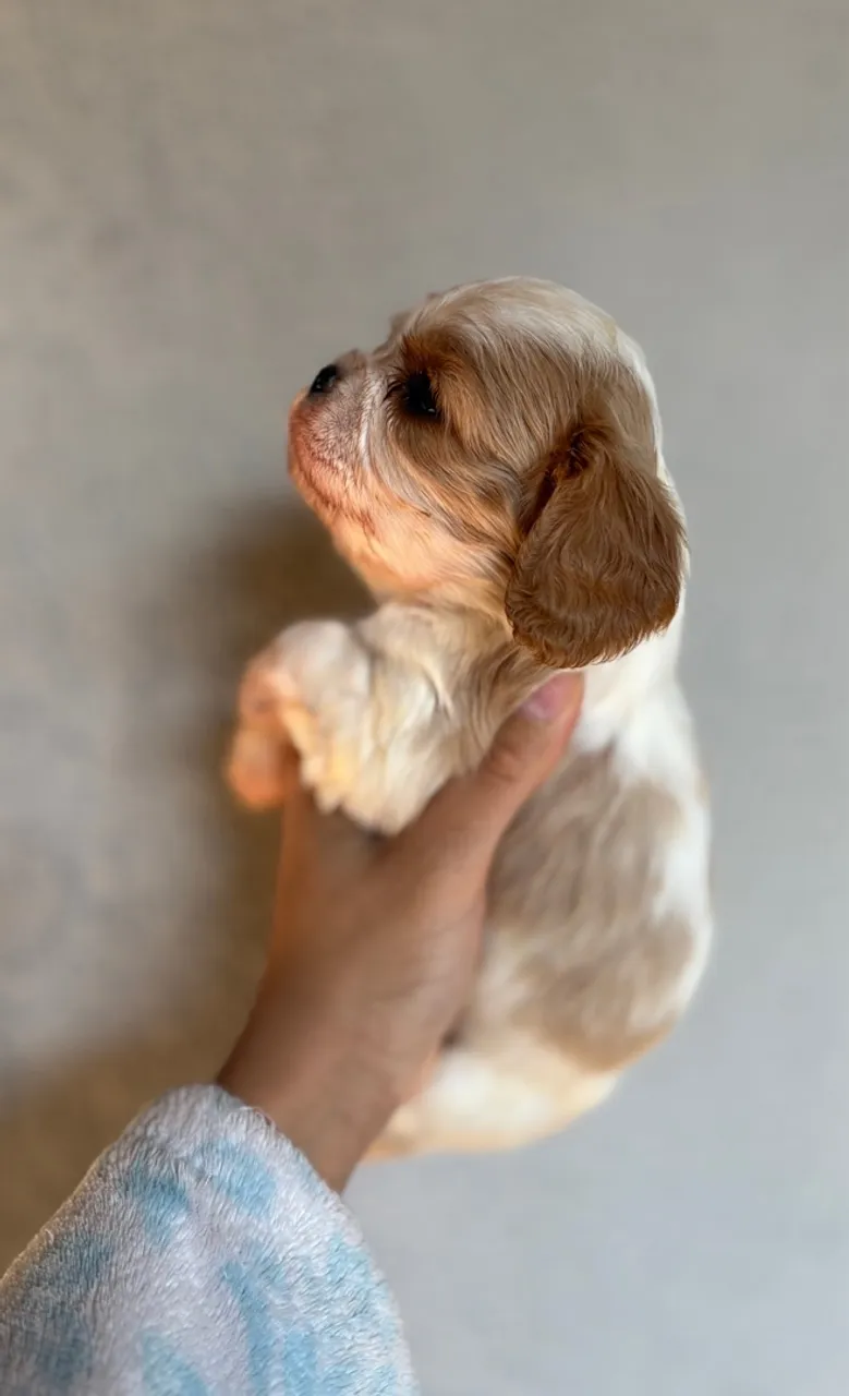 Lindos Bebês Cavalier King